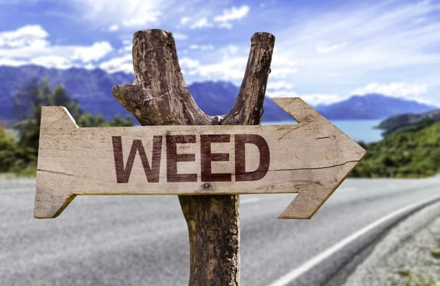 Free the weed, hammer the drivers?