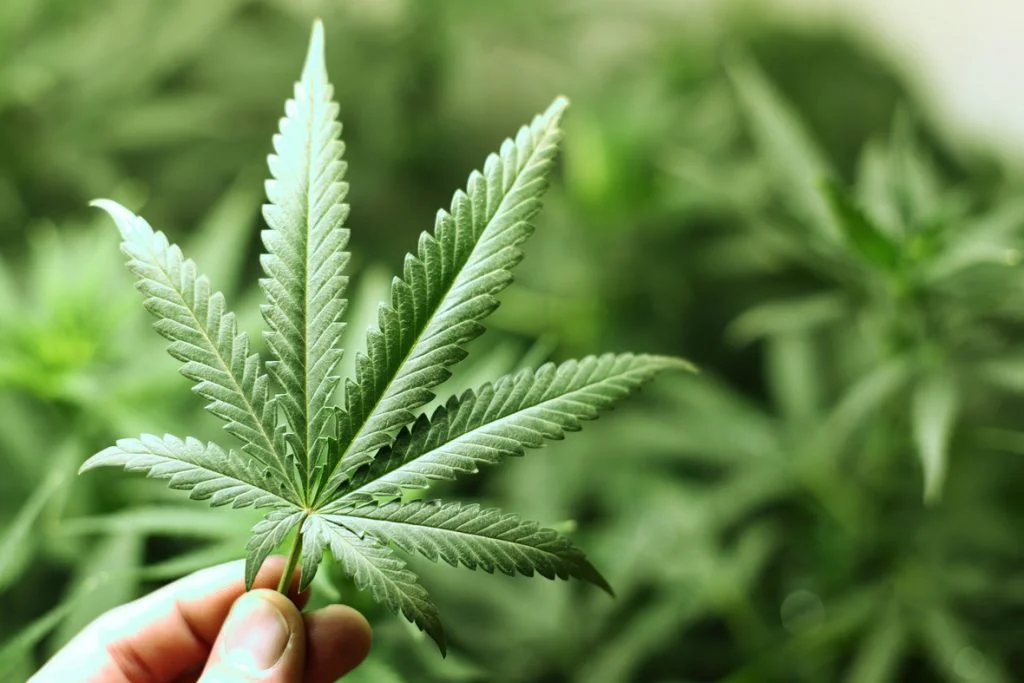 Our 4/20 gift if you received a 24-hour driving prohibition