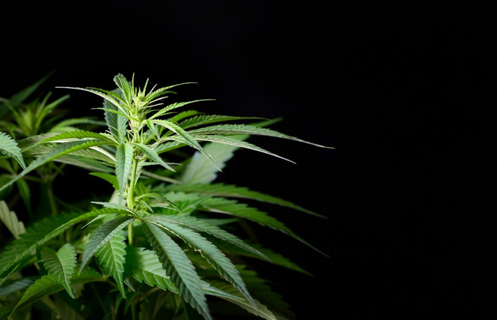 4/20: What You Need Know Before You Go