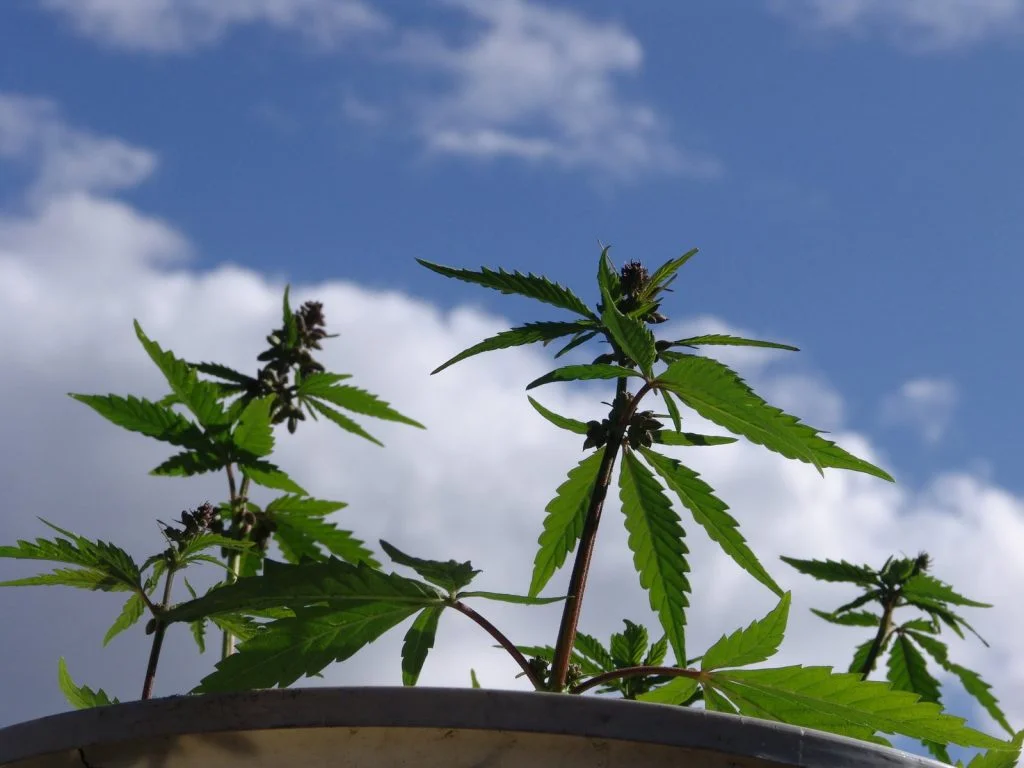 If you get charged with smoking pot and driving this 4/20, you need to call us