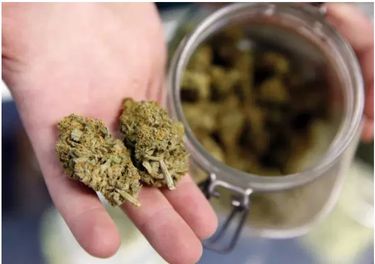 Kyla Lee on Global News regarding Illegal Marijuana Delivery Service
