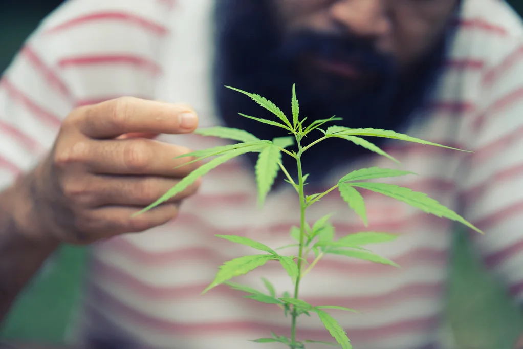 Scientific study undermines cannabis impairment laws Scientific study undermines cannabis impairment laws