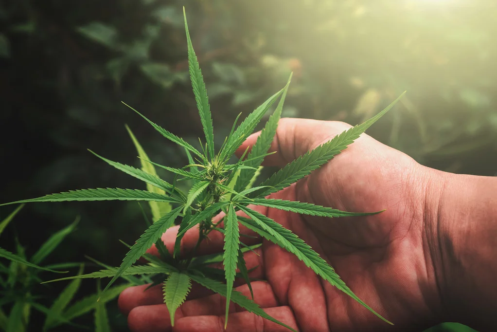 Marijuana legalization one year on