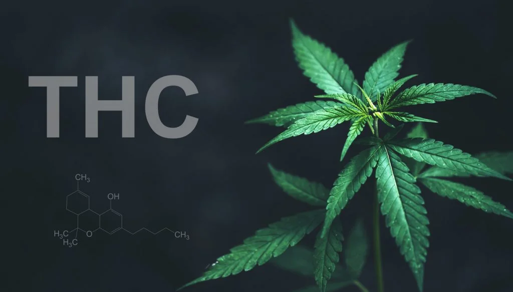 Assessing Canada’s cannabis driving limit Assessing Canada’s cannabis driving limit